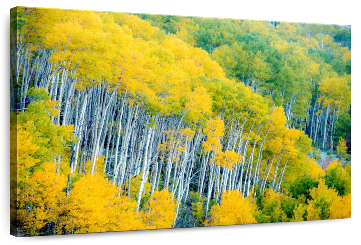 Autumn Tops
