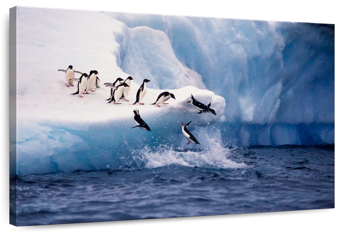 Diving Adelie Penguins