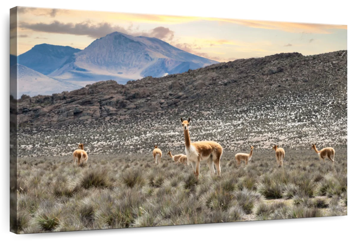 Colors Of Peru - Andes Llamas