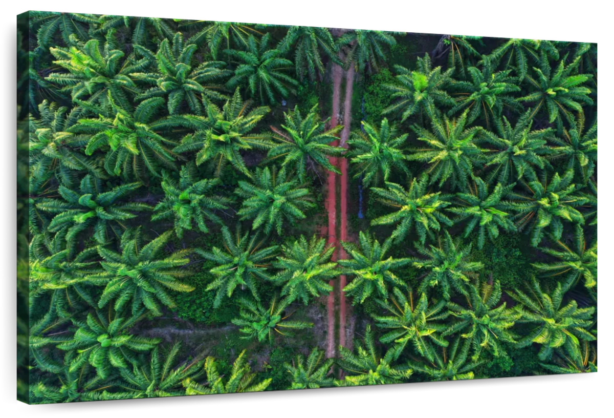 Coconut Trees From Above