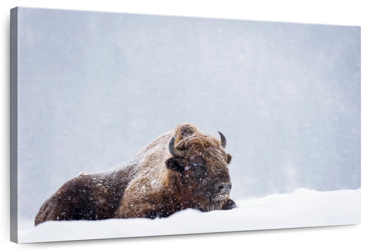 Snow Bathing Bison