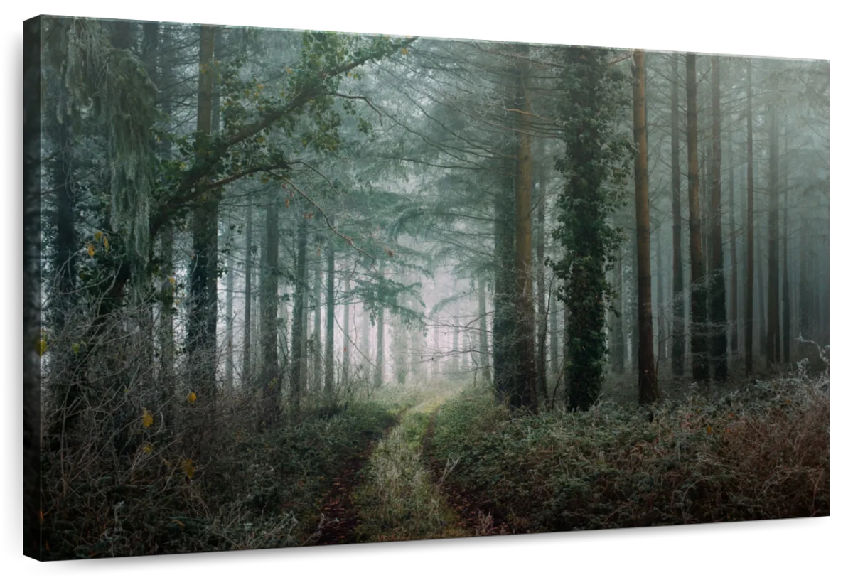 Dense Winter Forest