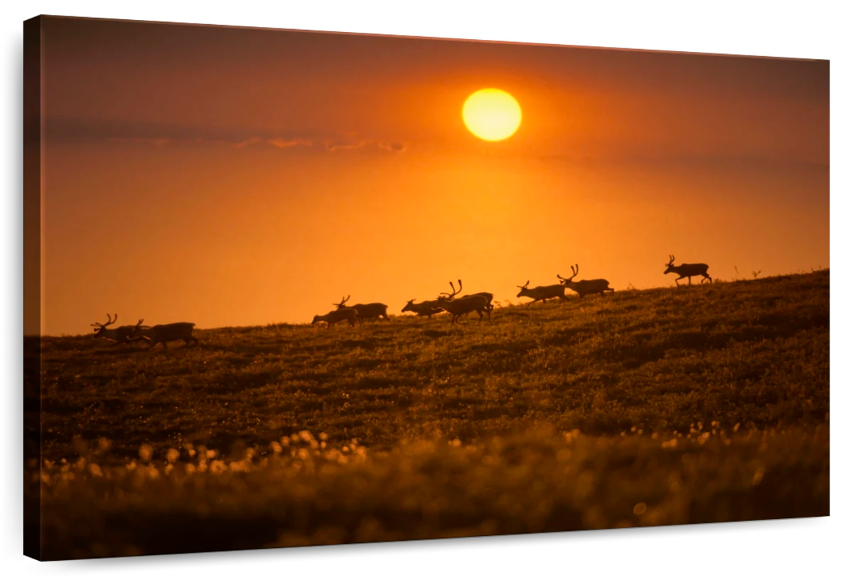 Deer Sunset