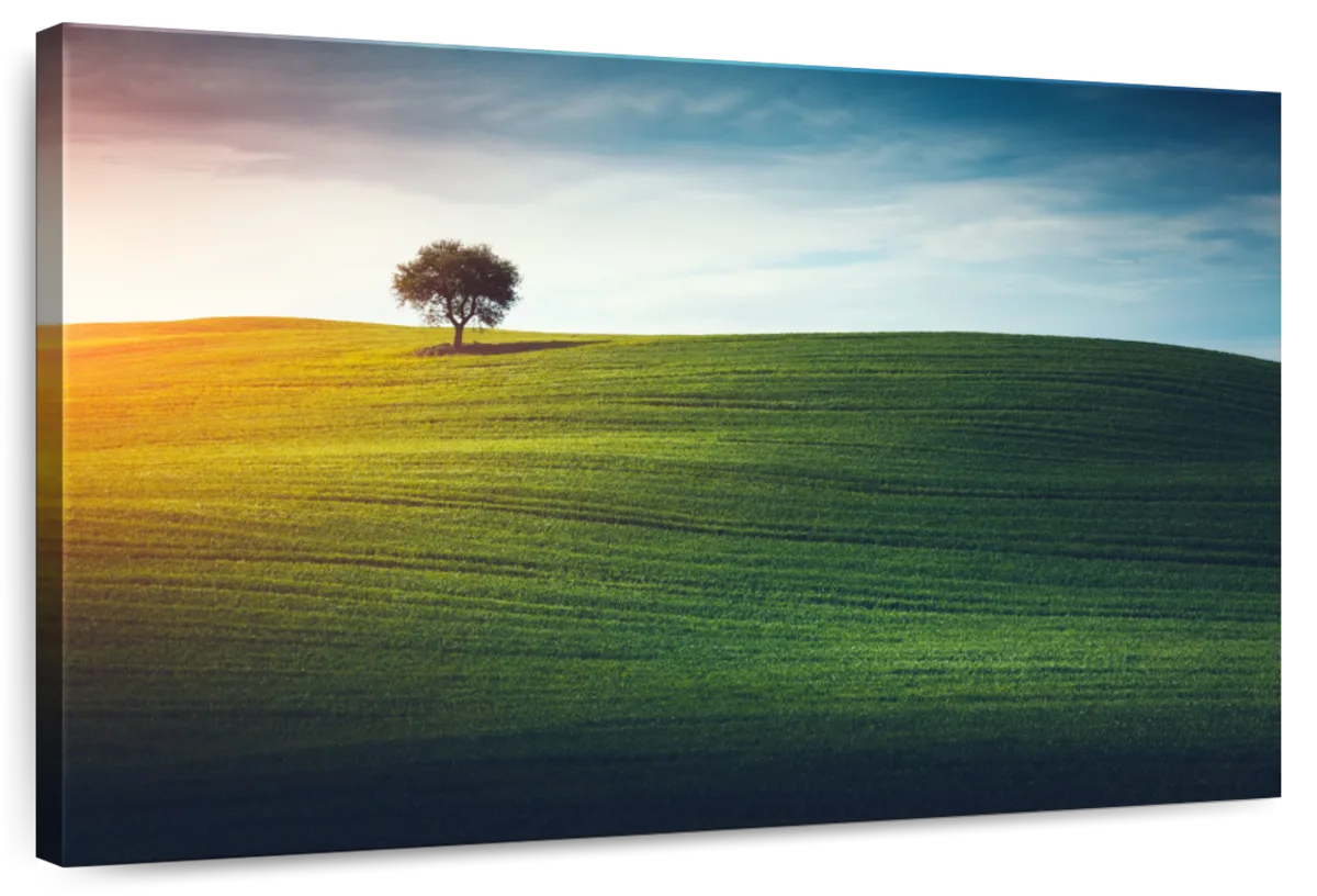 Single Tuscan Tree
