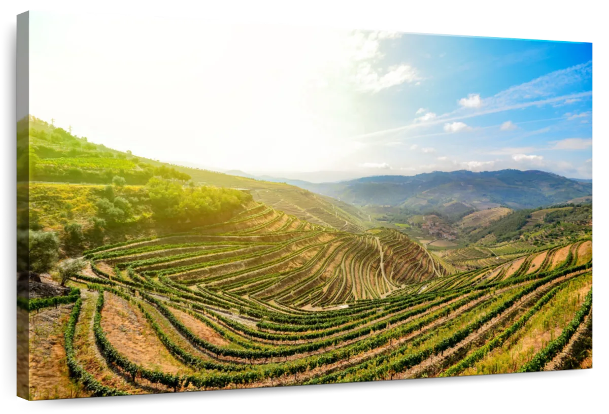 Douro Valley Morning
