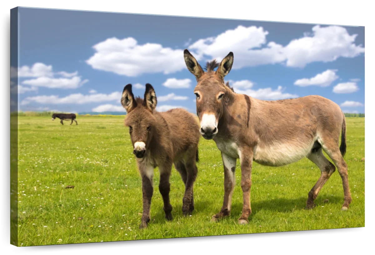 Donkey And Child