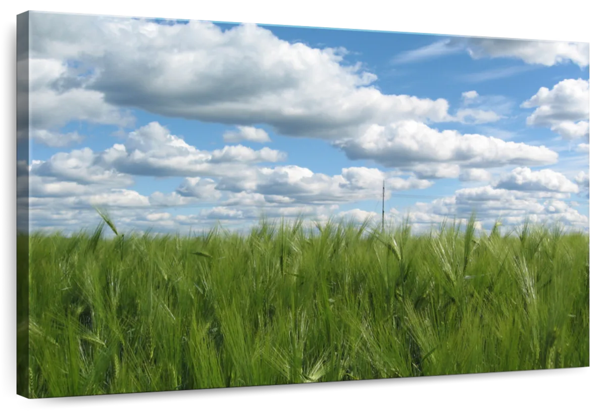 Summer Grasslands