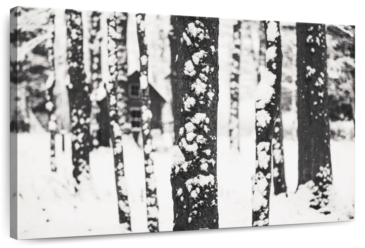 Snow Trees