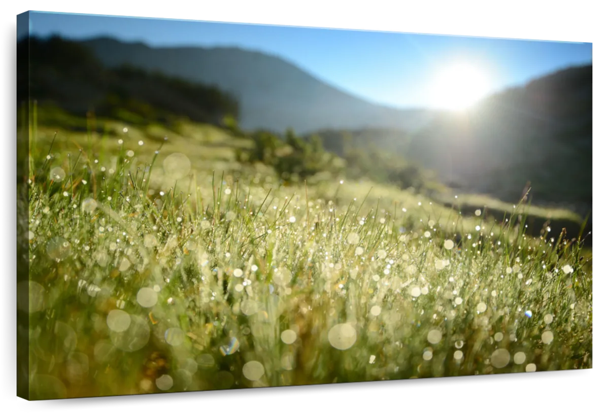 Dewy Grass Meadow