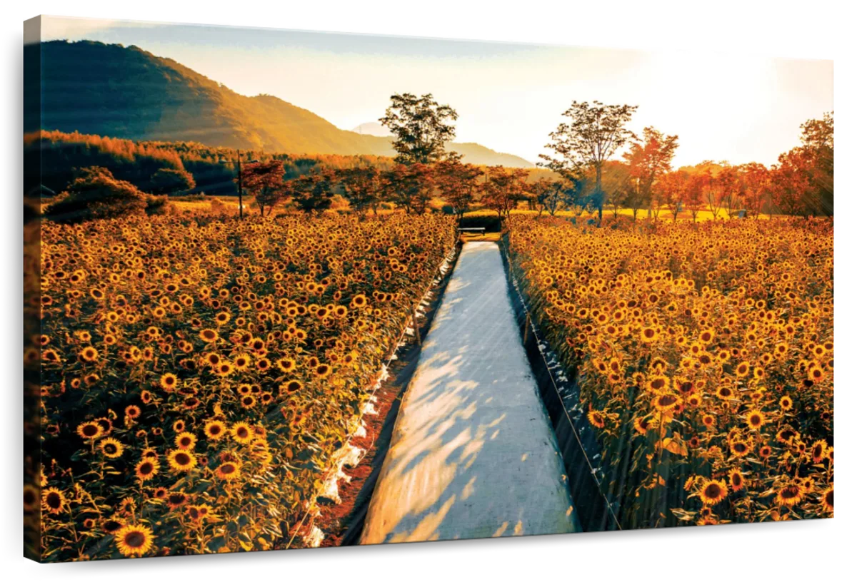 Sunflower Garden Pathexclusive