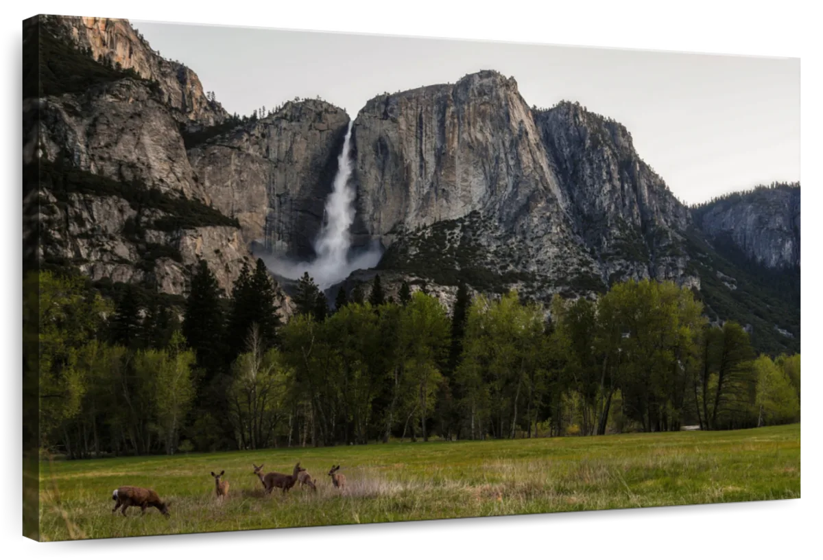 Deer Against Yosemite Falls