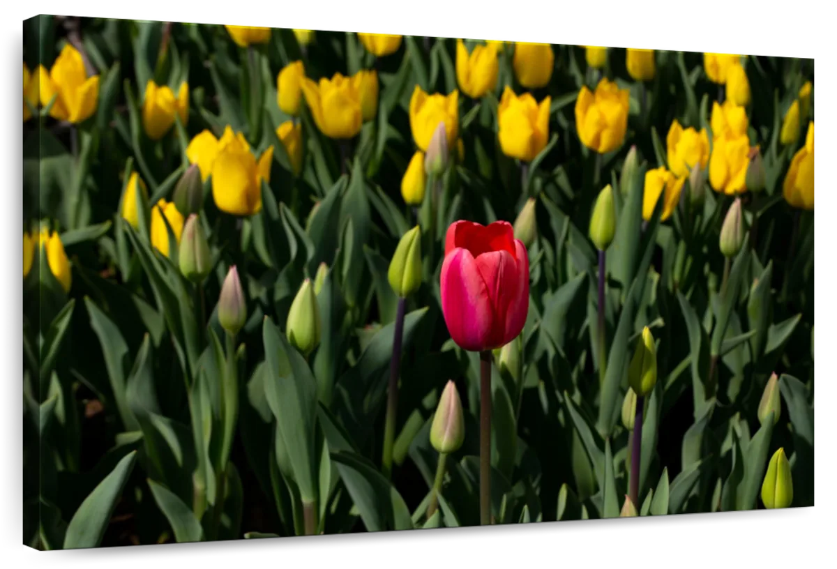 Sole Red Tulip