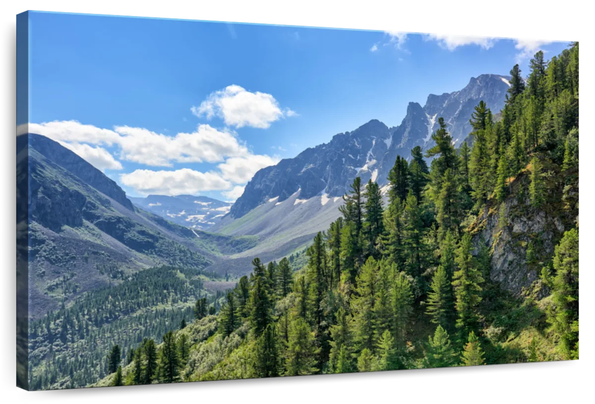 Taiga In Tuva