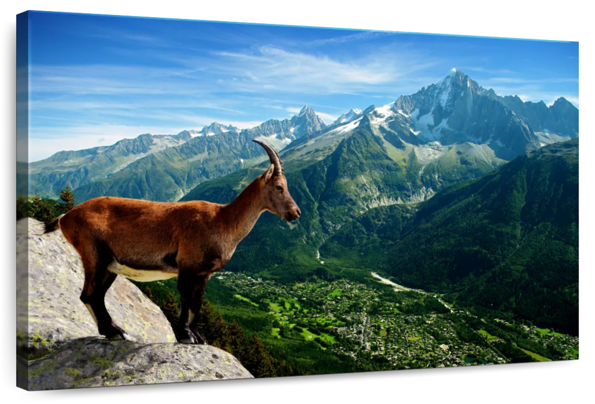 Cliffside Goat