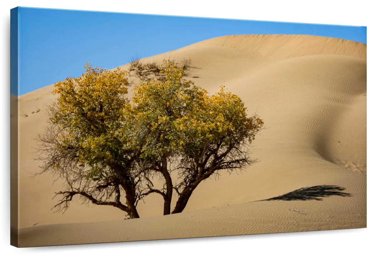 Desert Poplar Tree