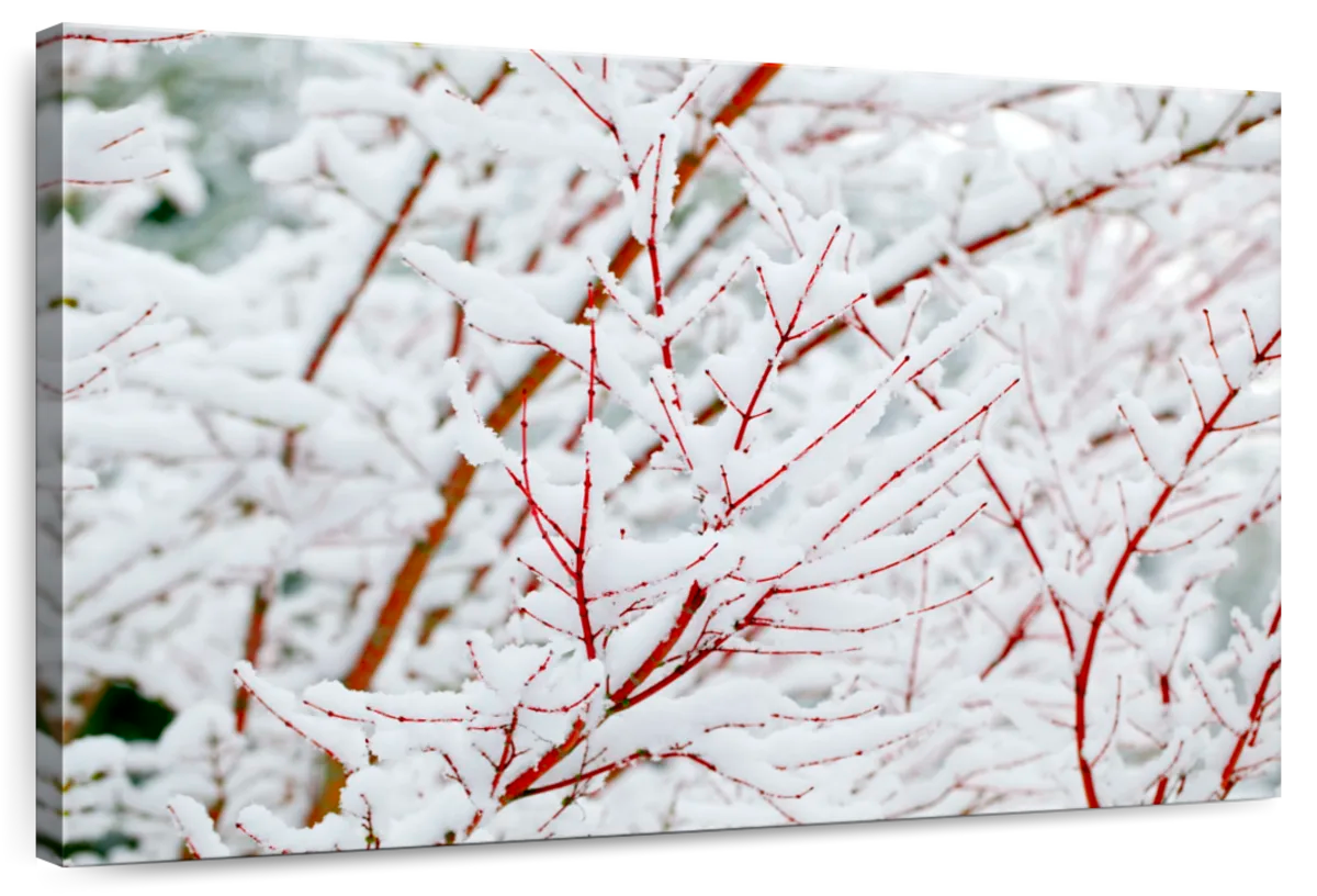Snow On Tree