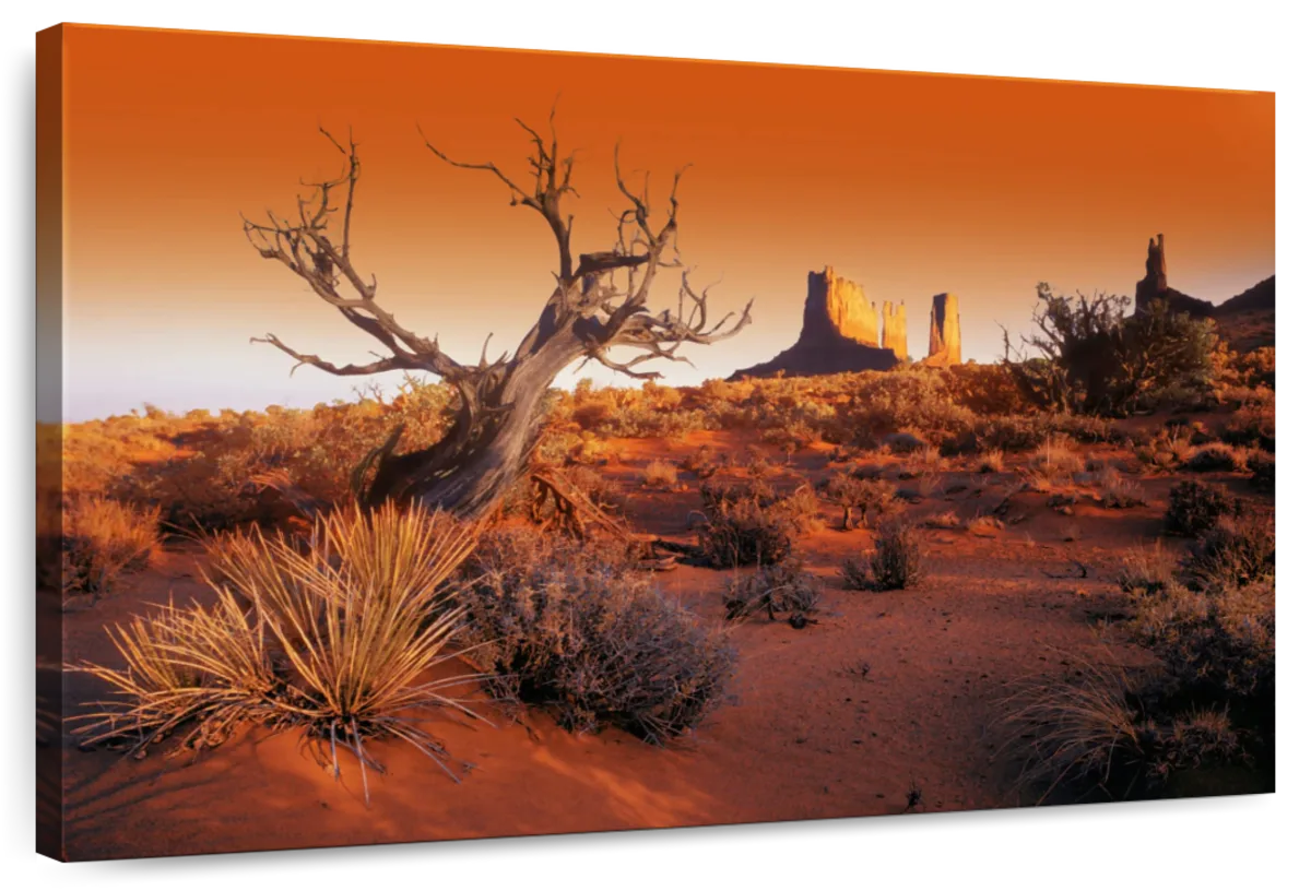 Dead Tree In Desert Monument Valley USA