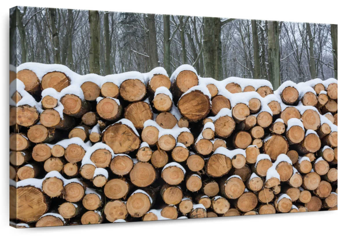 Snowy Sawed Logs