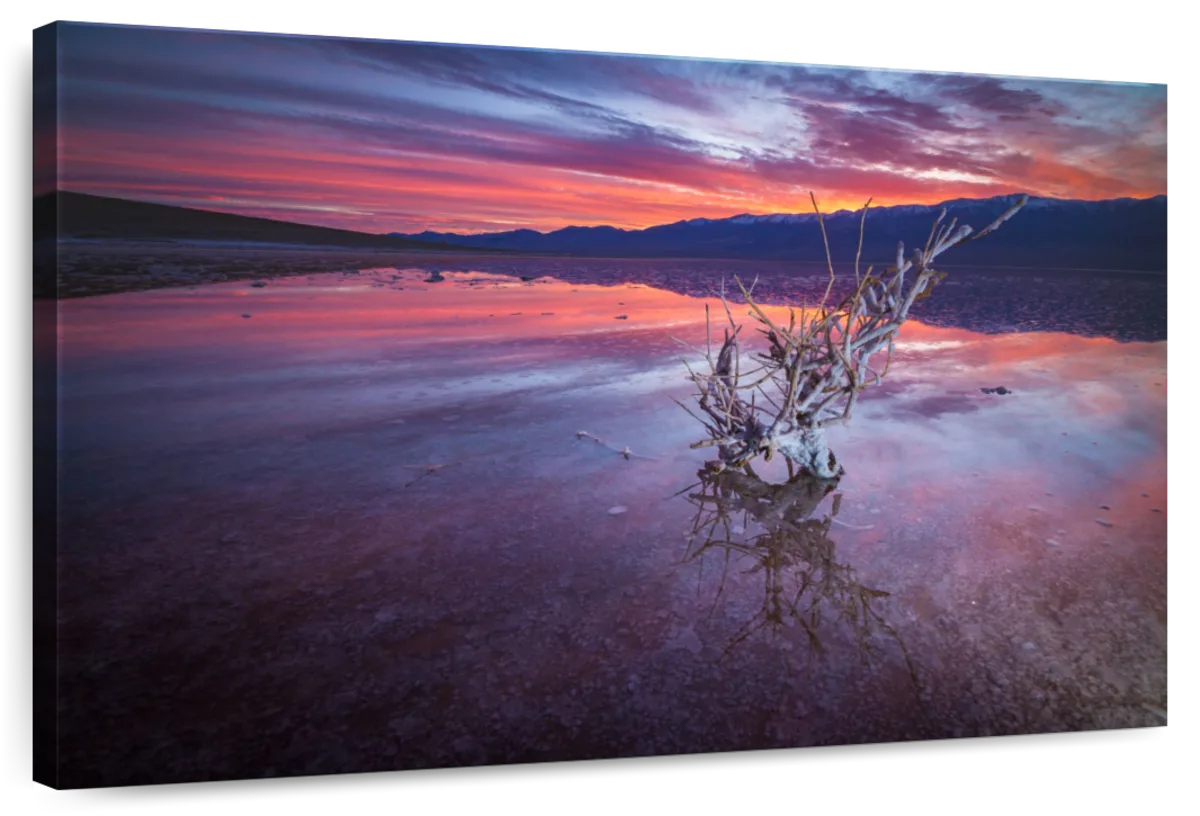 Driftwood In Death Valley