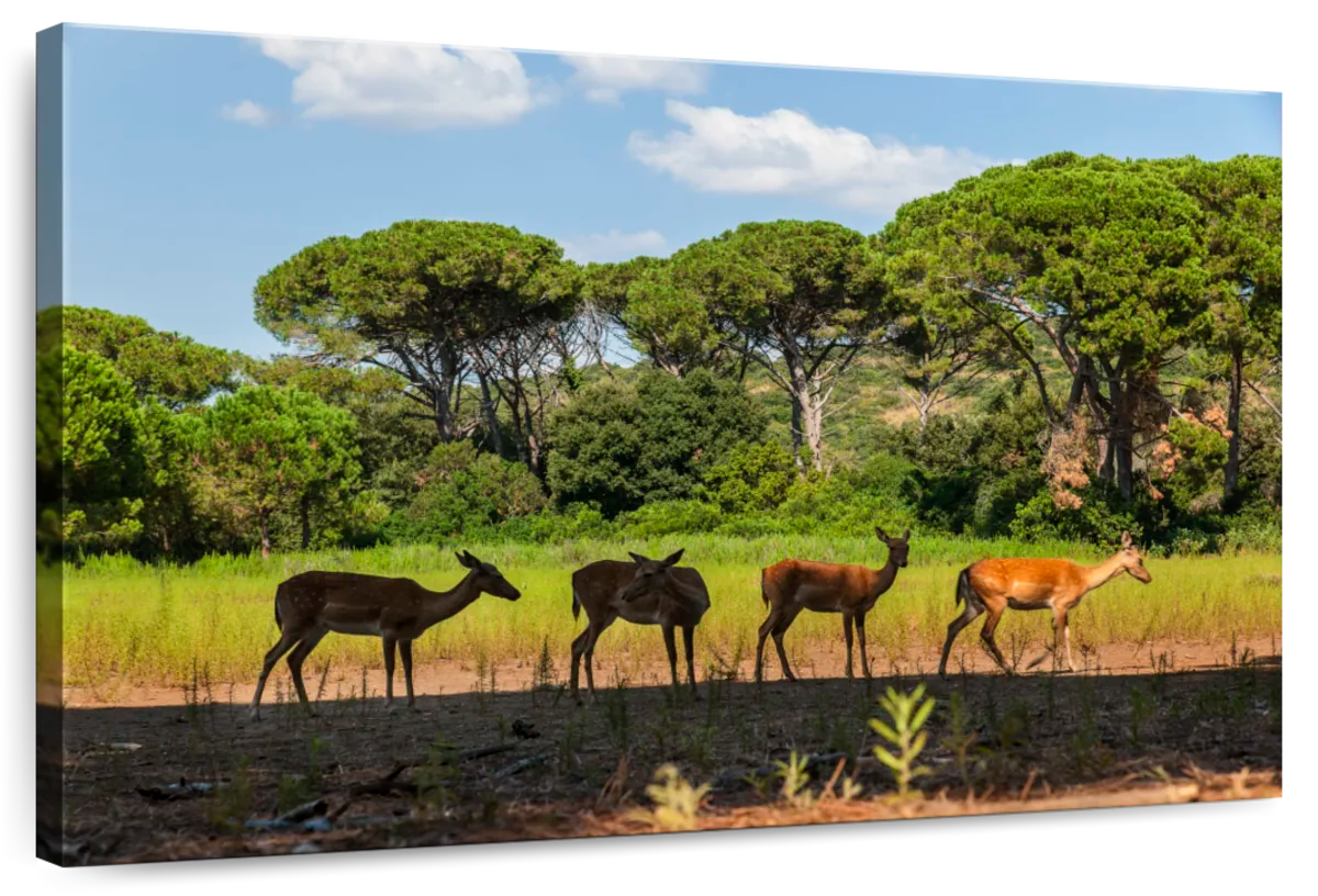 Feniglia Fawns