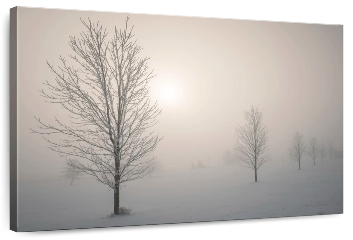 Bare Winter Trees