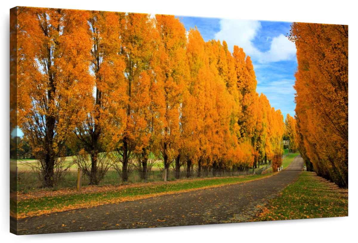 Autumn Poplar Road