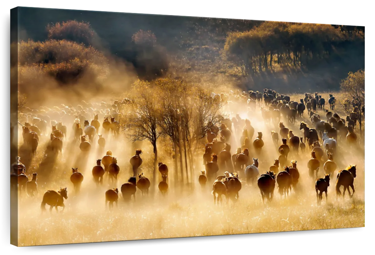 Sunlight Horses