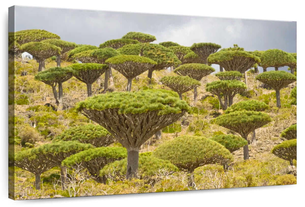 Dragon Tree Forest