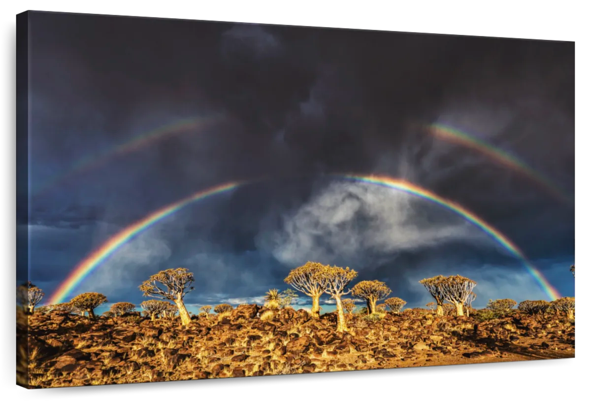 Double Rainbow Over Quiver Trees