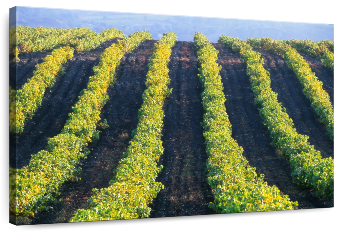 Vineyard In Languedoc