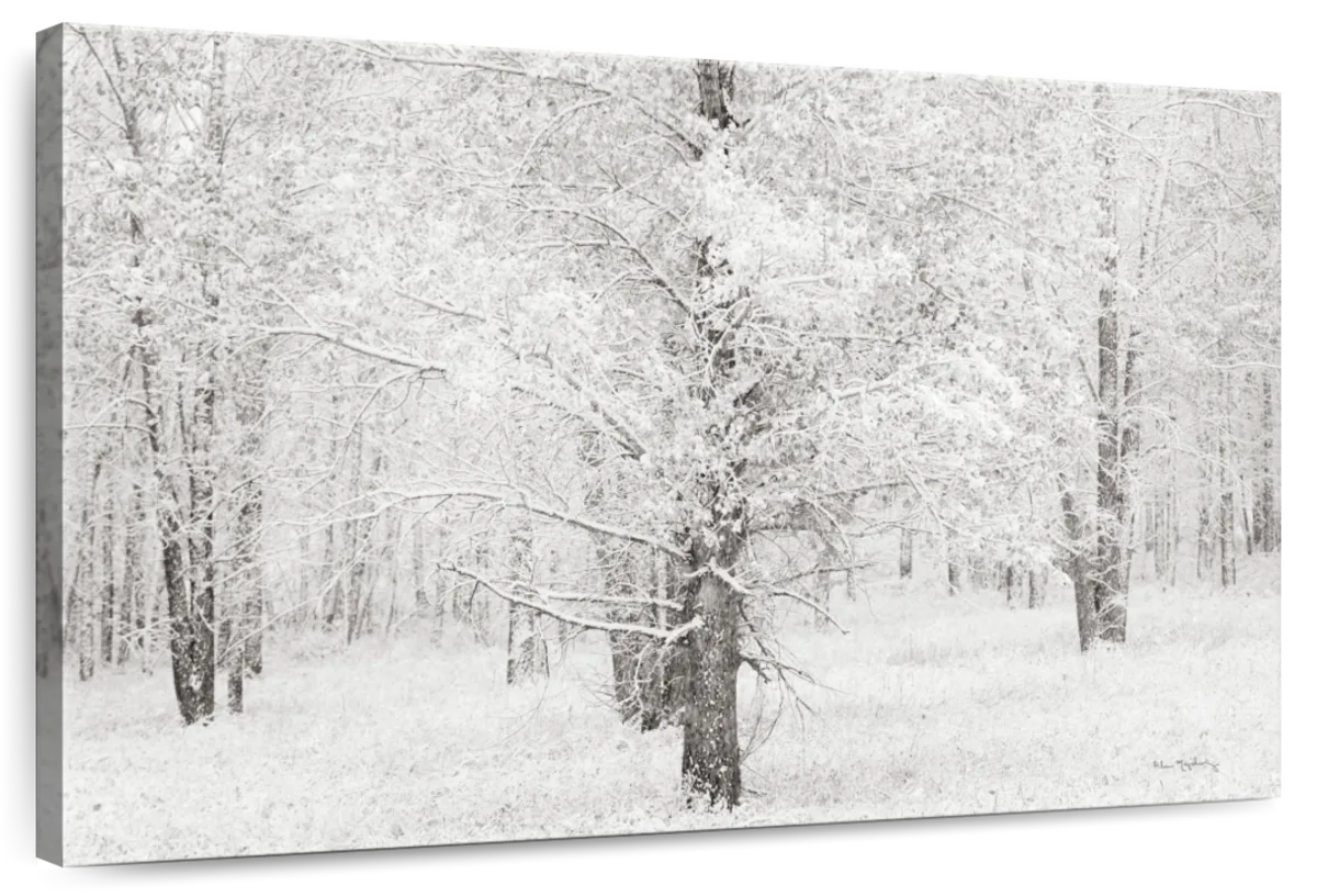 Snow Covered Cottonwood Trees