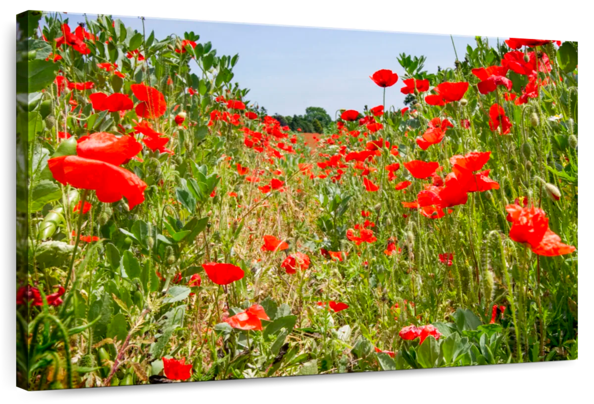 Down Among The Poppies