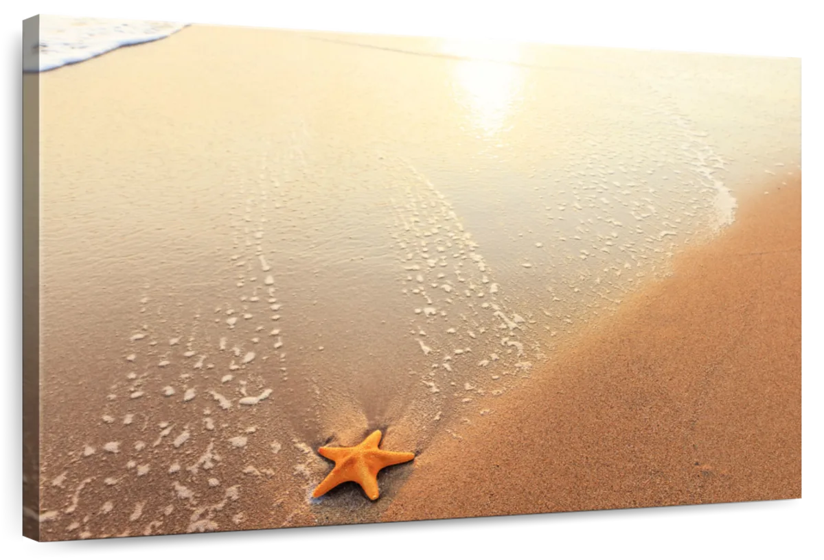 Starfish On Land