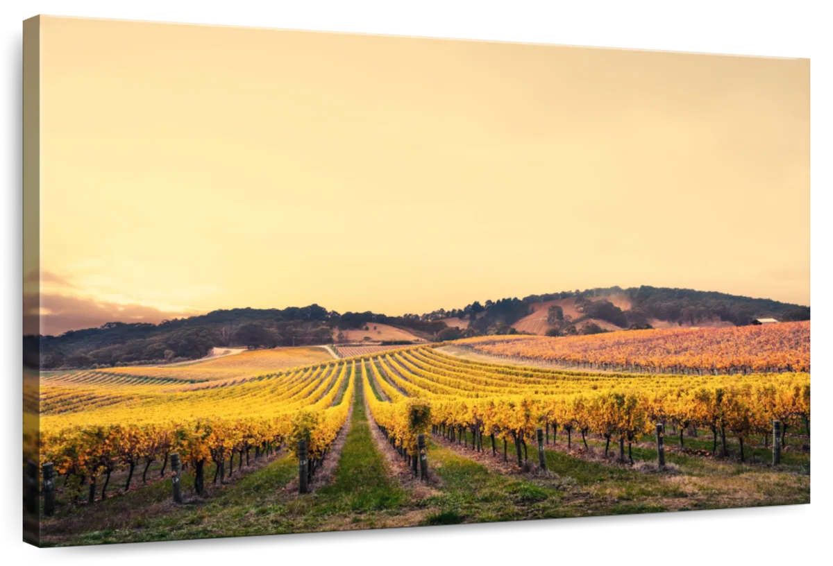 South Australian Vineyard