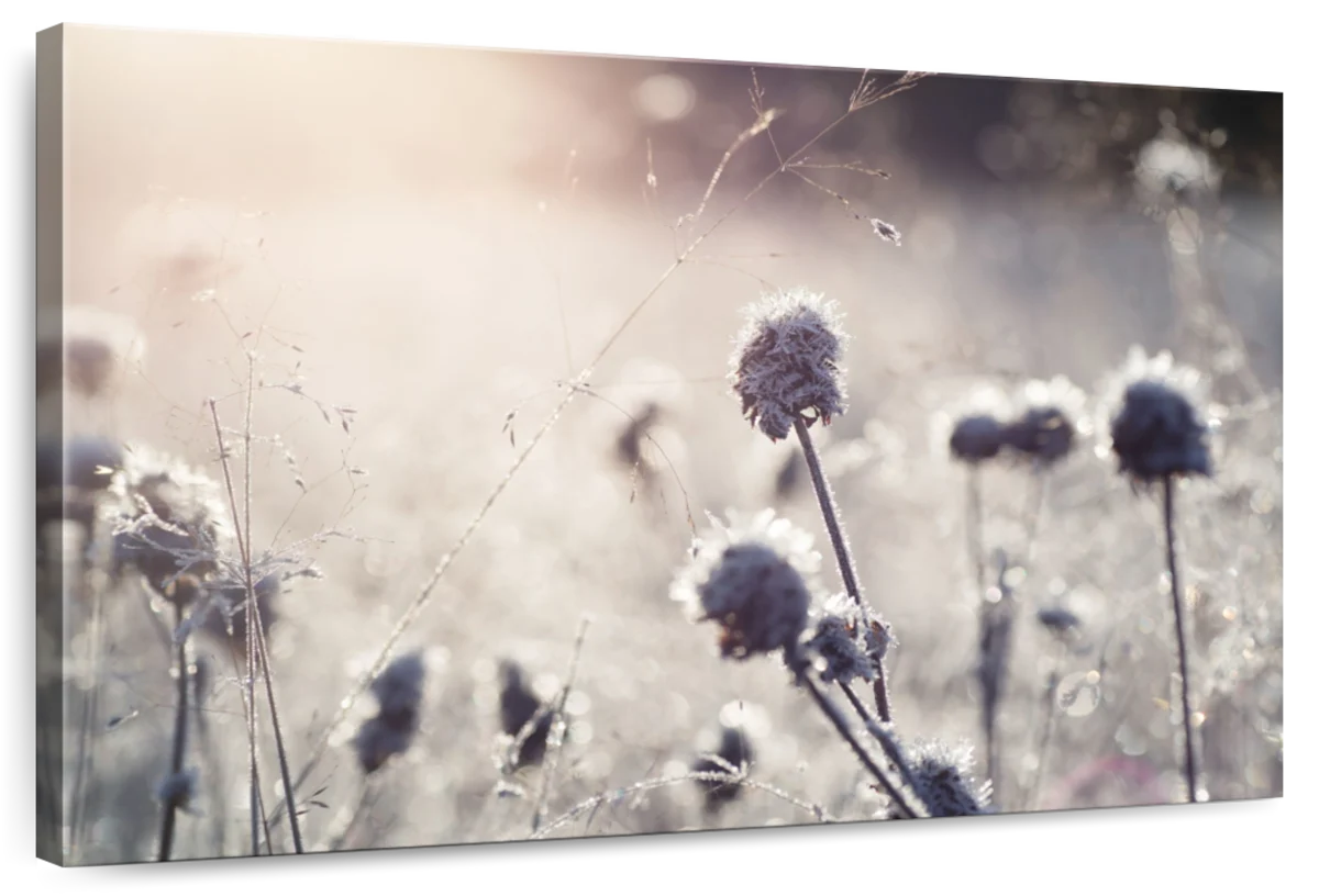 Frost I