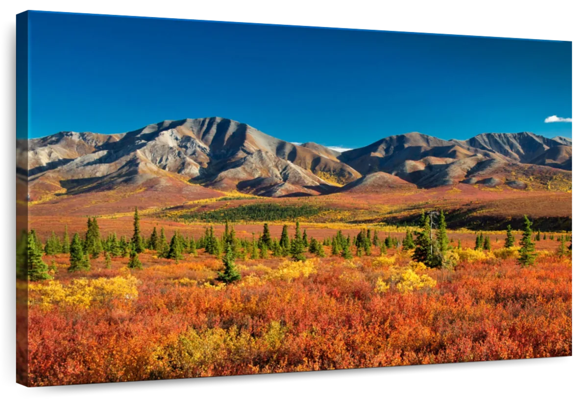Denali Park Autumn Landscape
