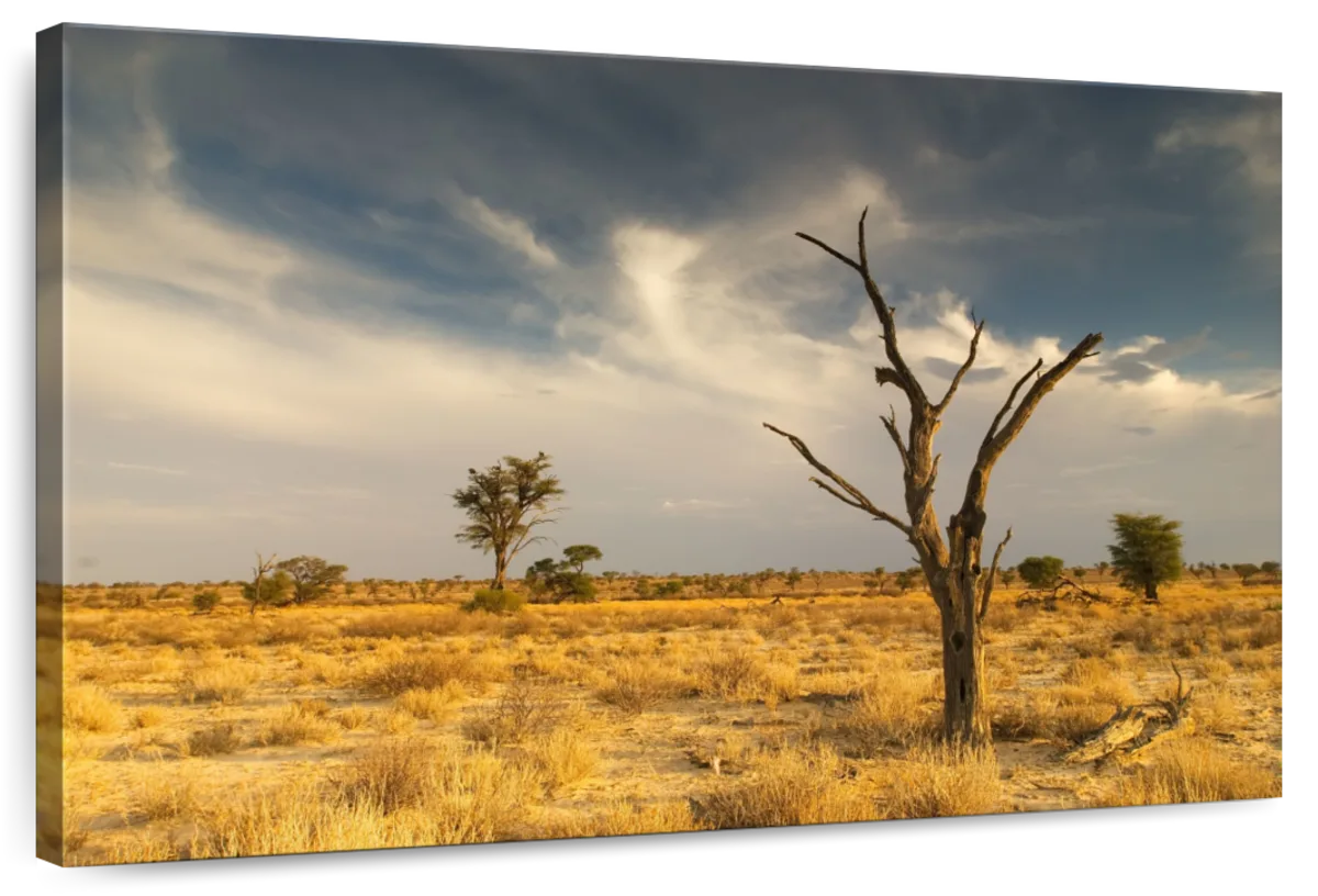 Dead Tree In The Kalahari Desert