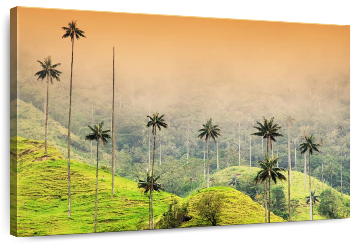 Cocora Valley Haze