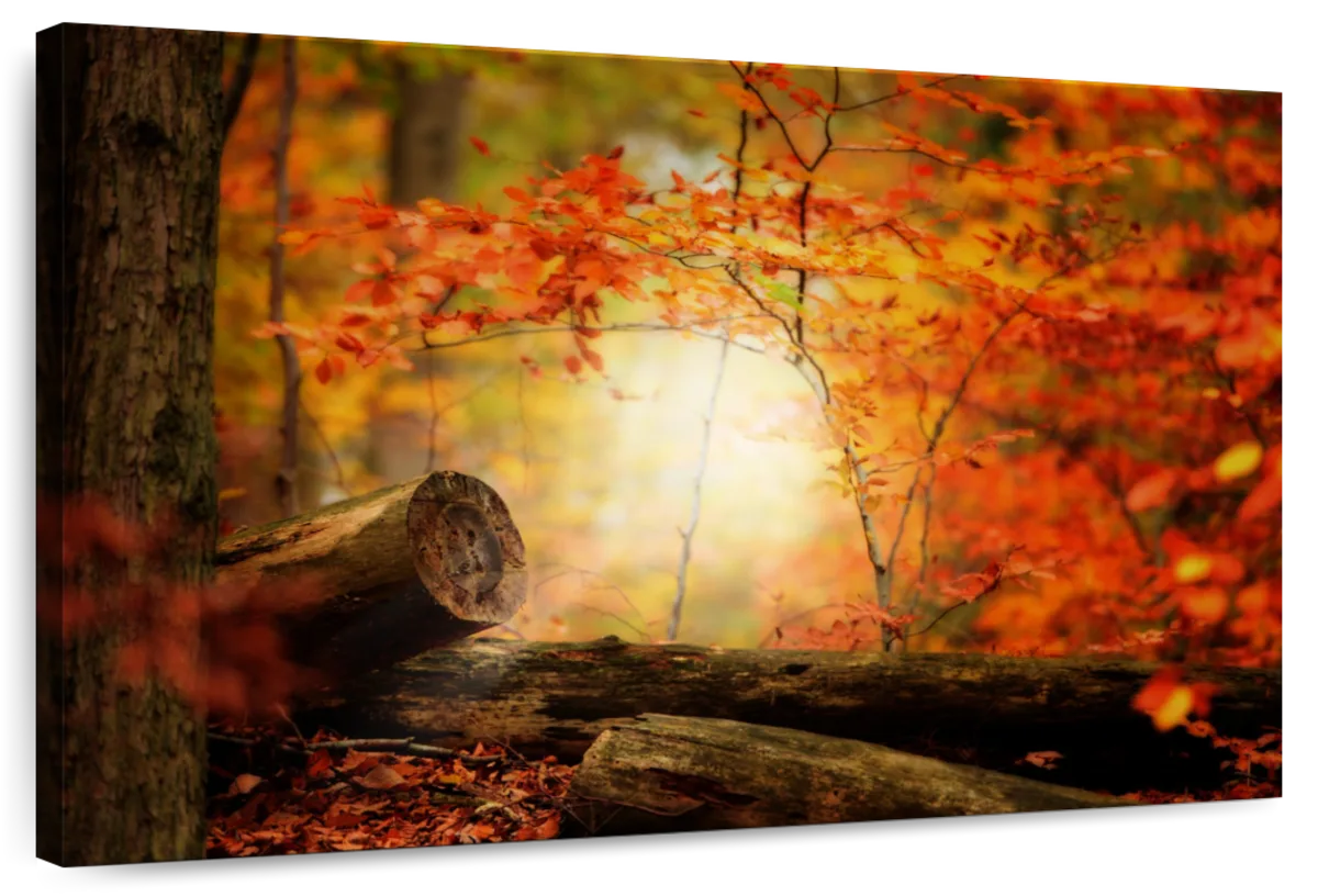 Glowing Autumn Foliage
