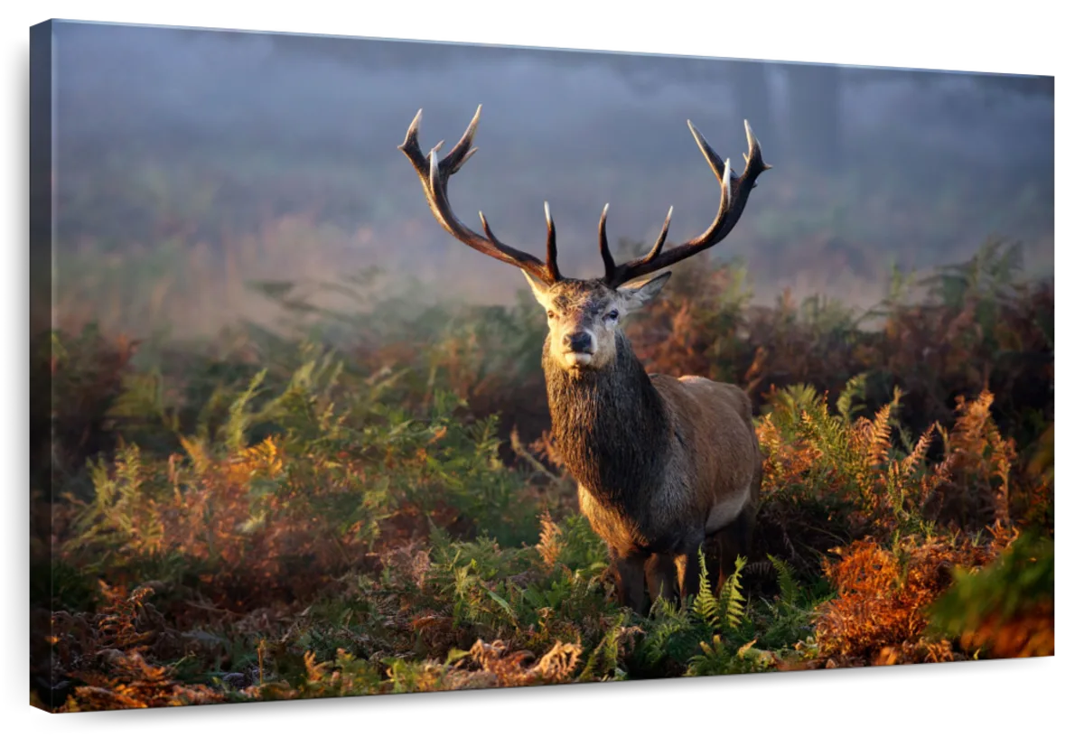 Stag In A Meadow
