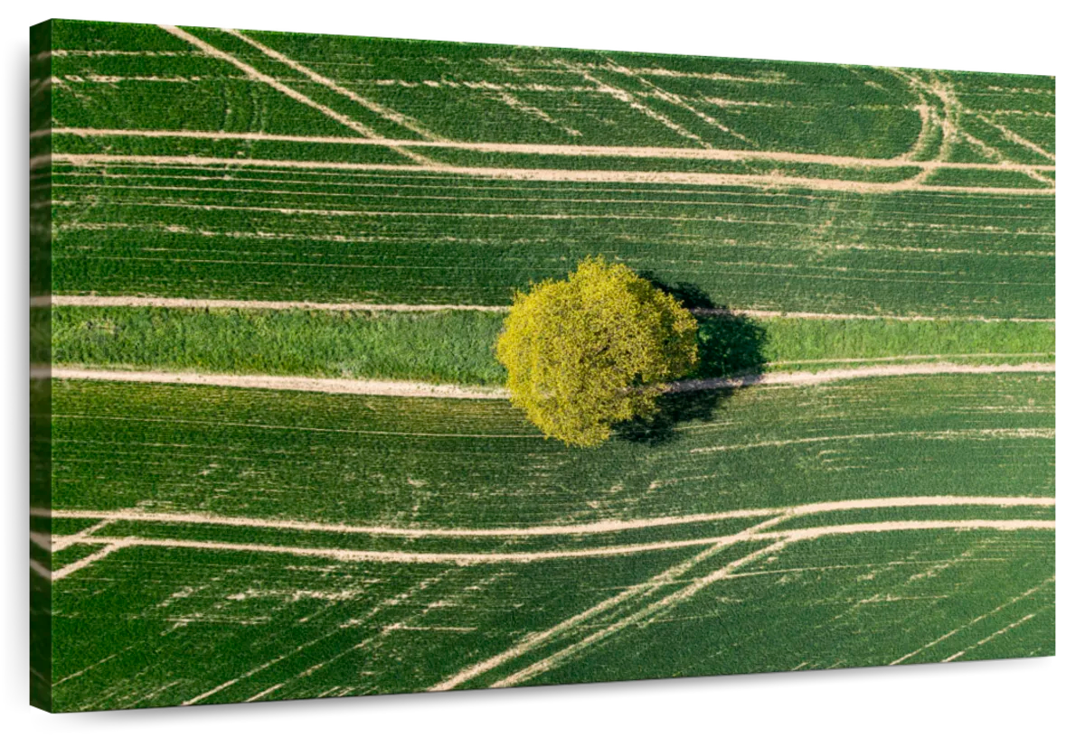 Single Tree