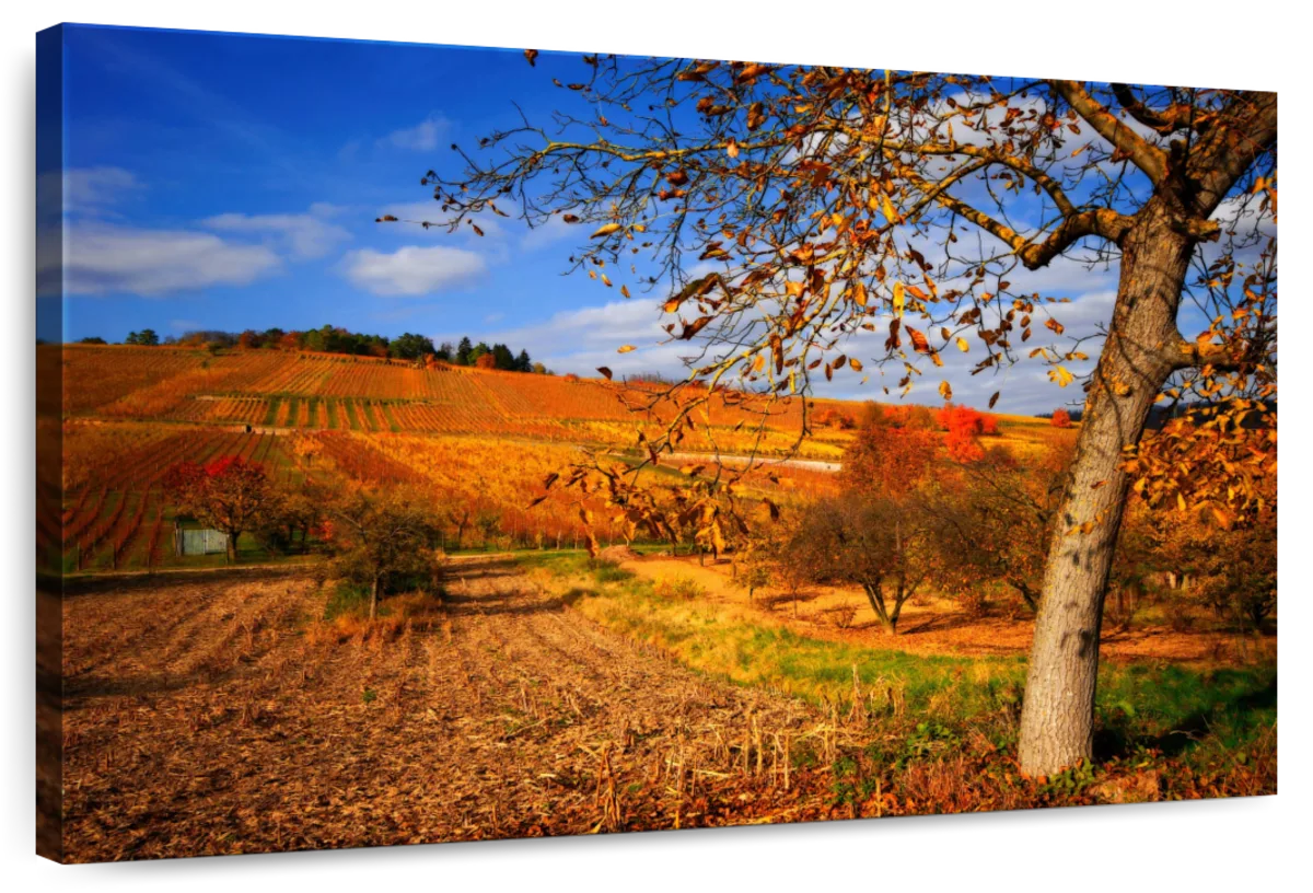 The Last Leaves