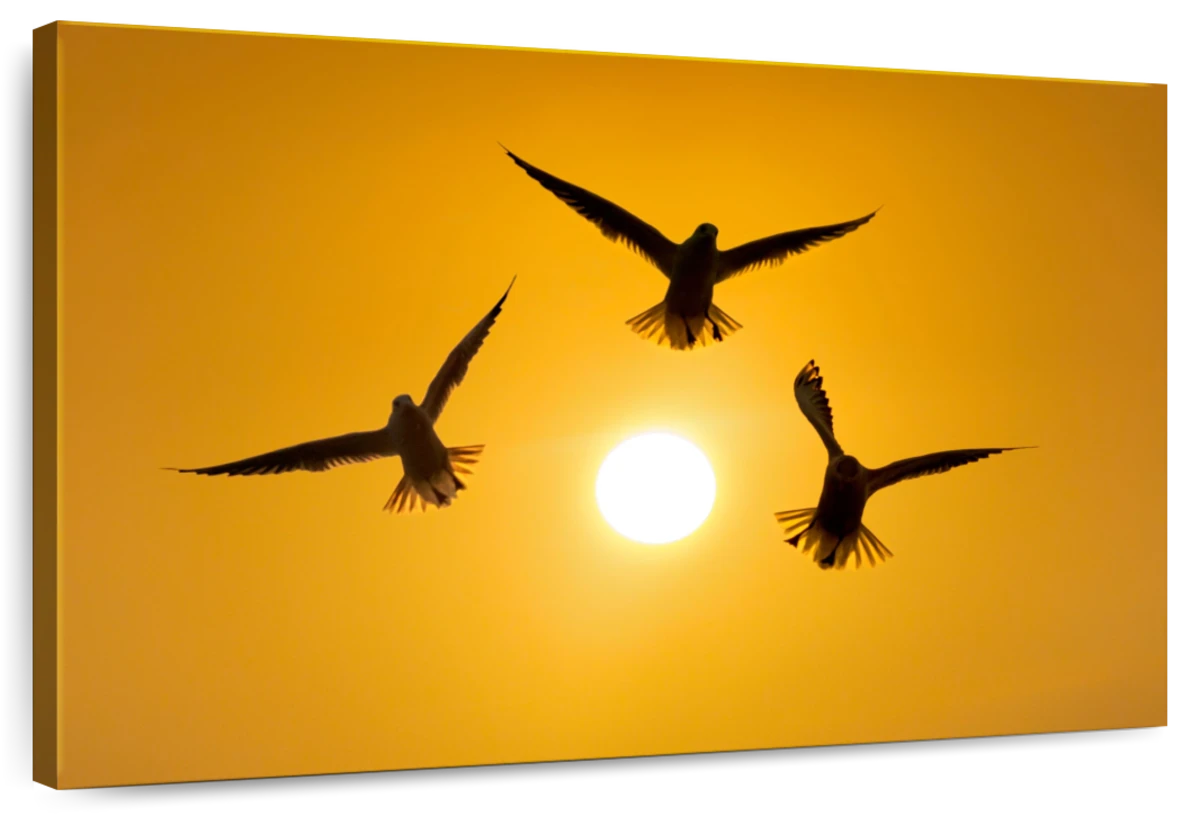 Black Headed Gulls In Flight
