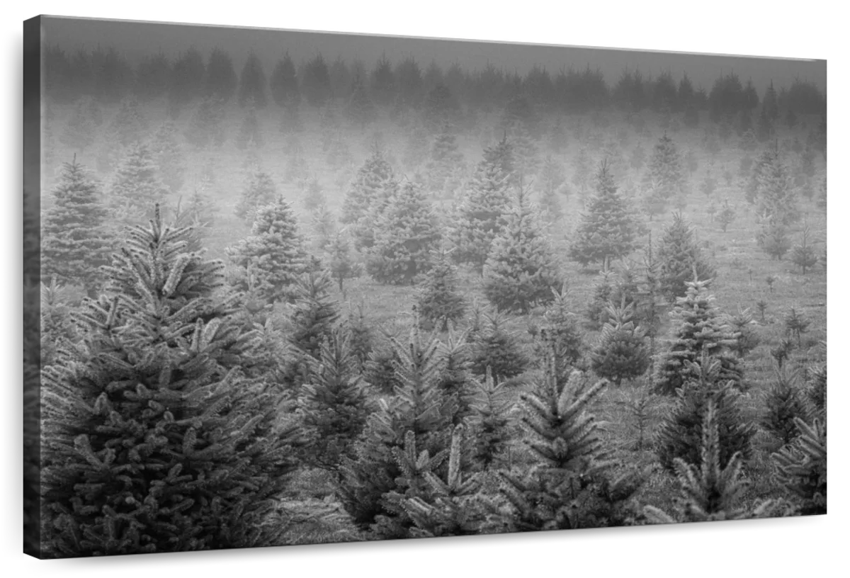 Foggy Trees