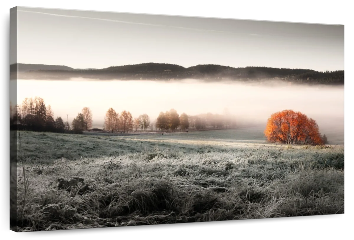 Frozen Meadow
