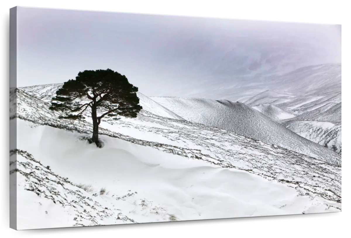 Snowy Scots Pine