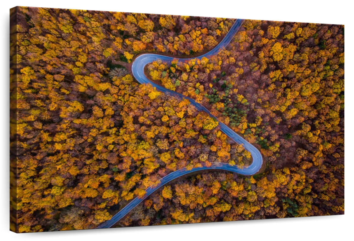 Curvy Autumn Forest Road