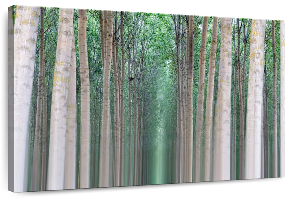 Villafafila Poplar Forest