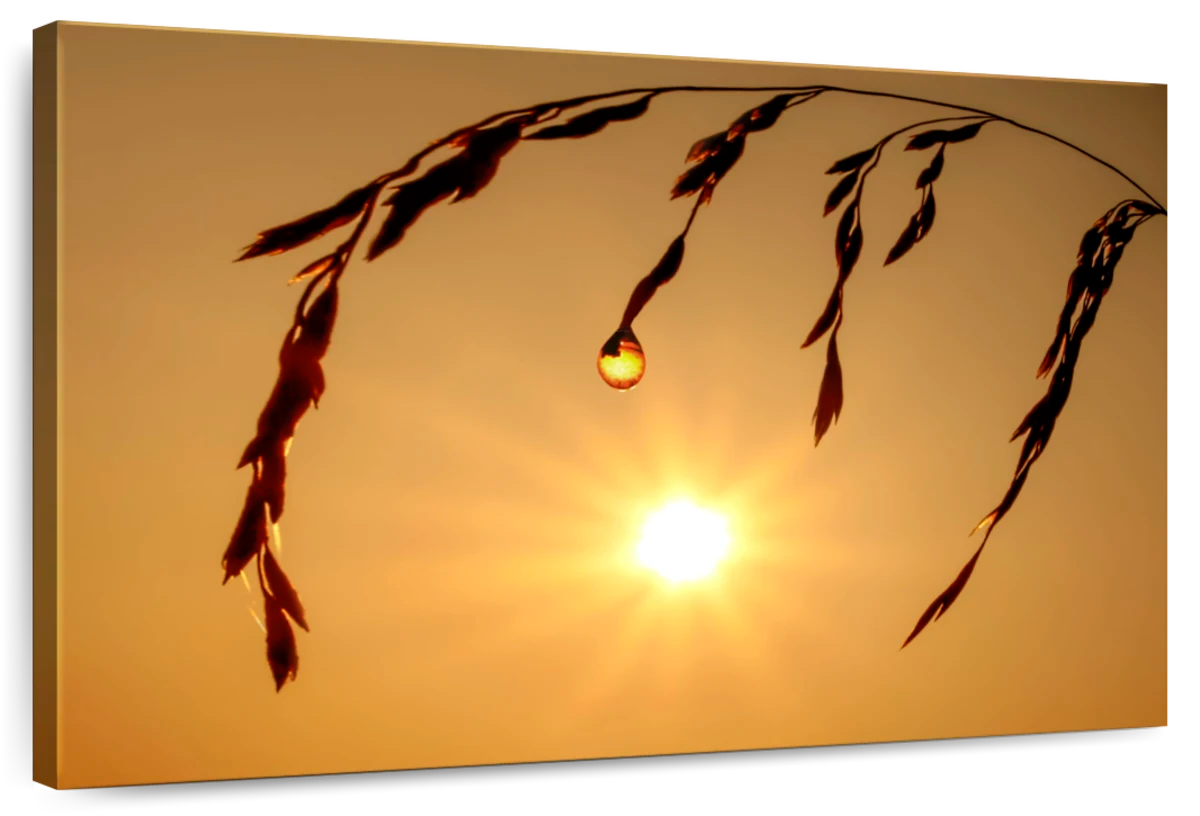 Dewdrop Sunburst