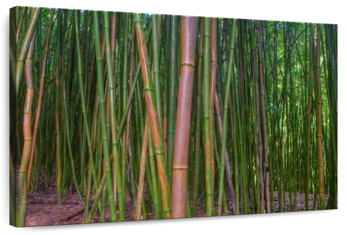 Verdant Bamboo